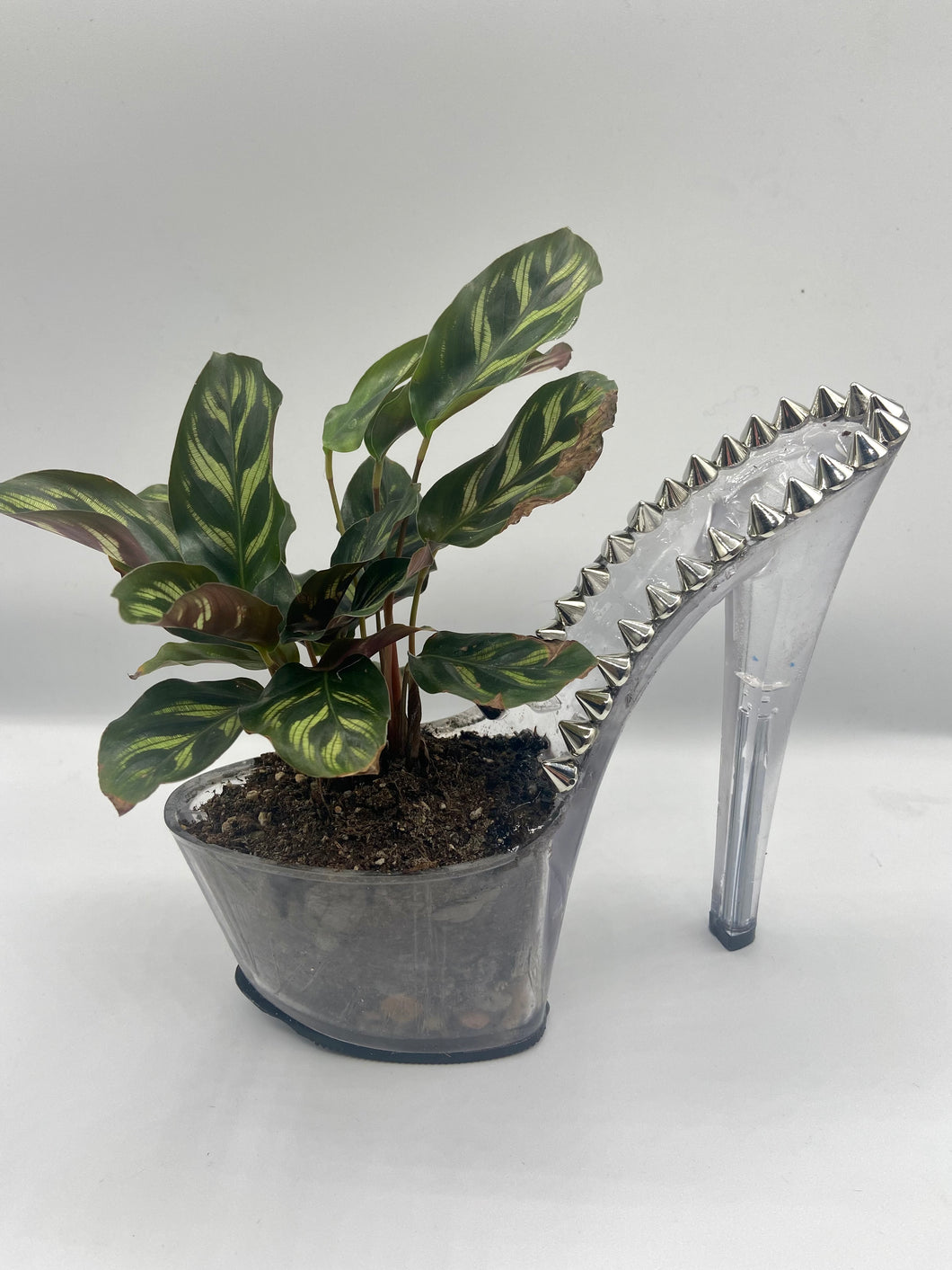 Spiked Pleaser Planter